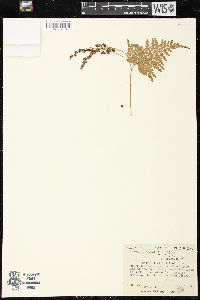 Anemia adiantifolia image