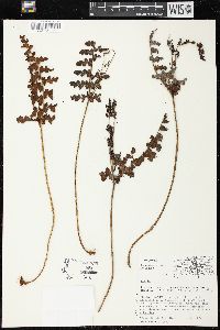 Anemia adiantifolia image