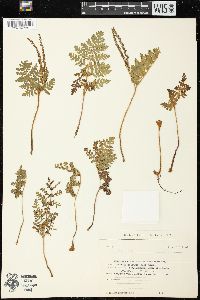 Anemia adiantifolia image