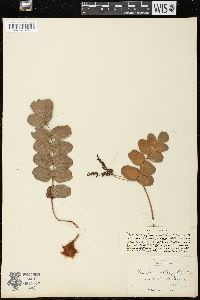 Anemia oblongifolia image