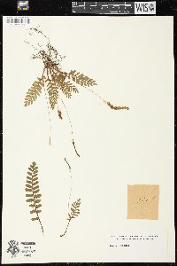 Anemia adiantifolia image