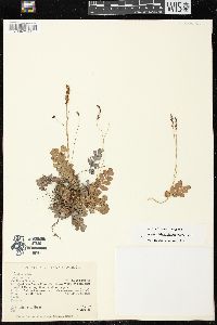 Anemia oblongifolia image