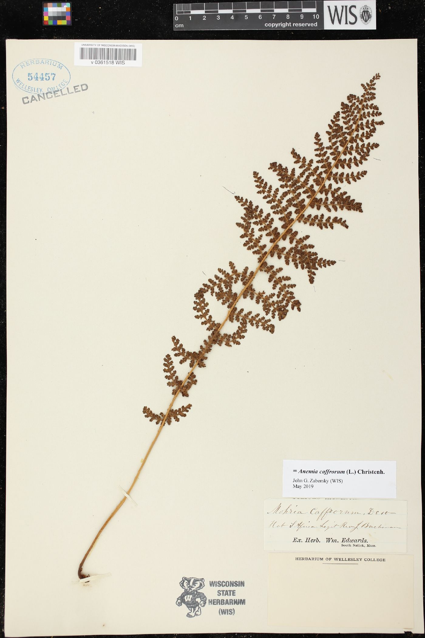 Anemia caffrorum image