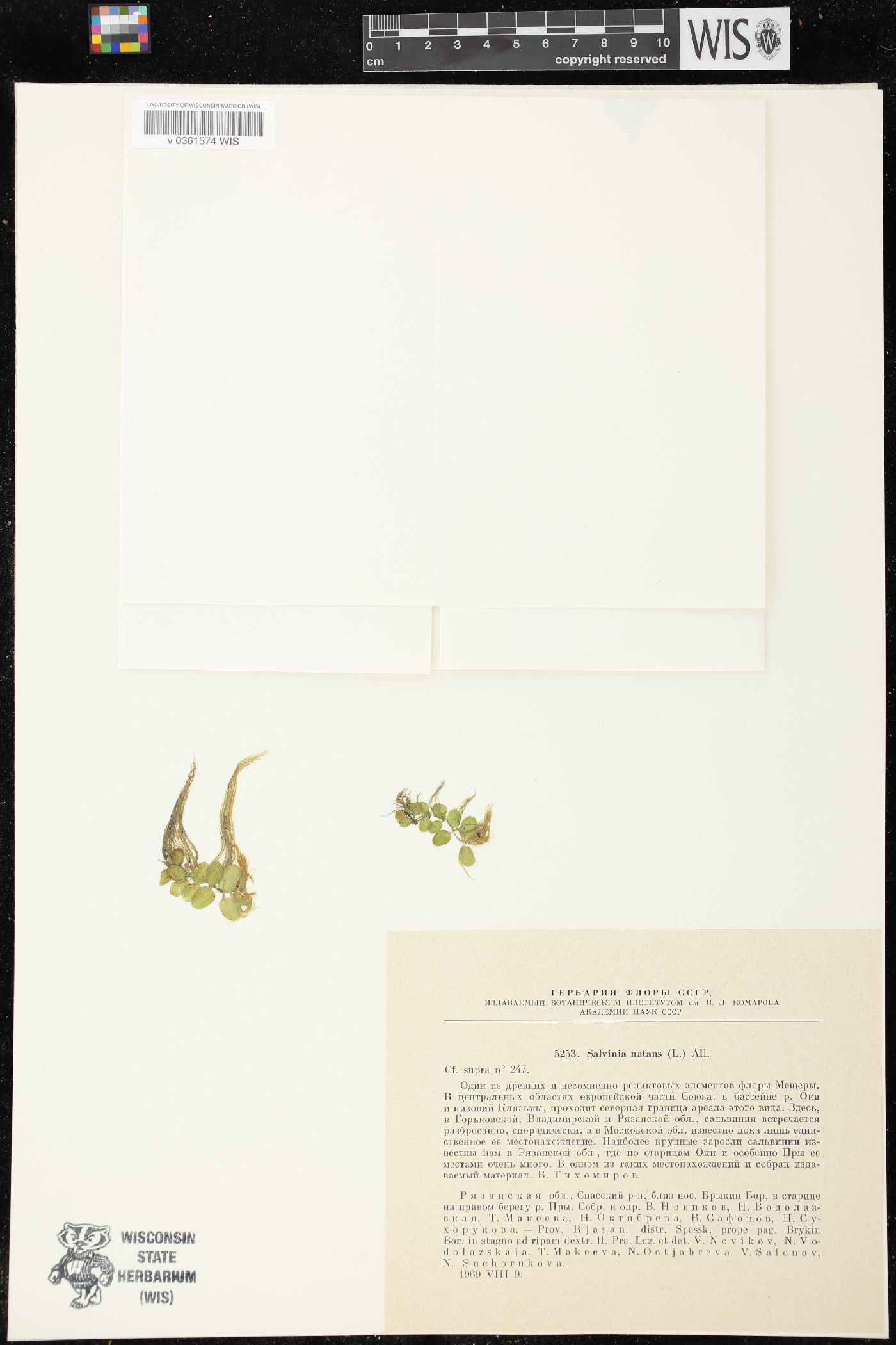 Salvinia auriculata image