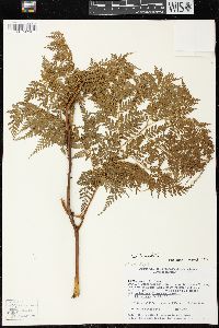 Culcita coniifolia image