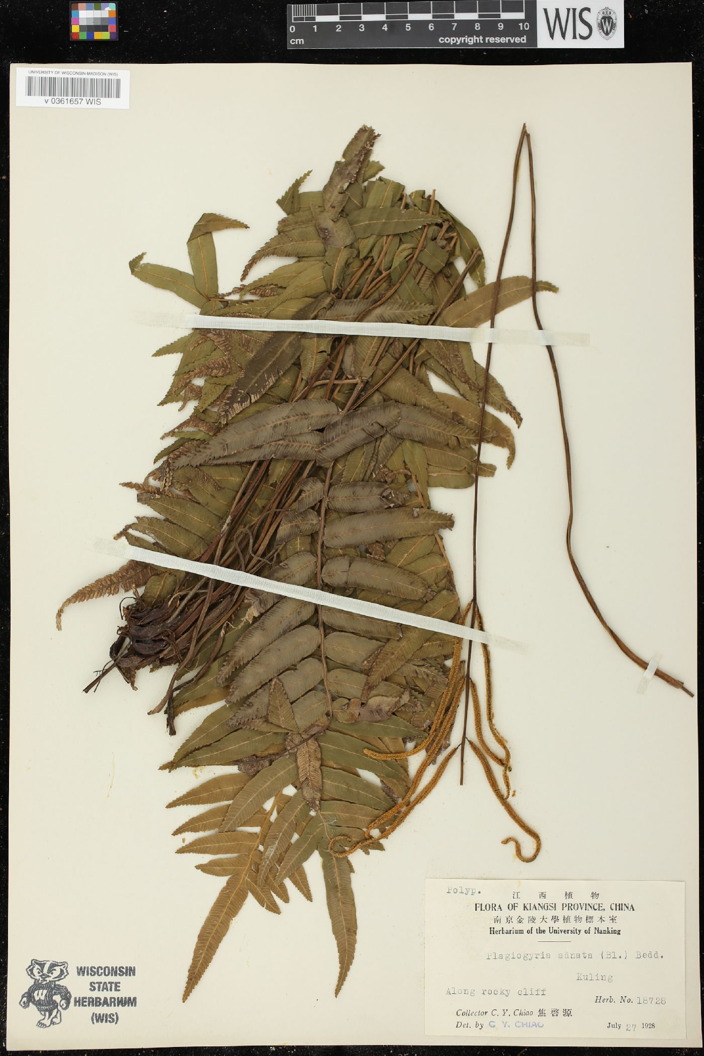 Plagiogyria adnata image