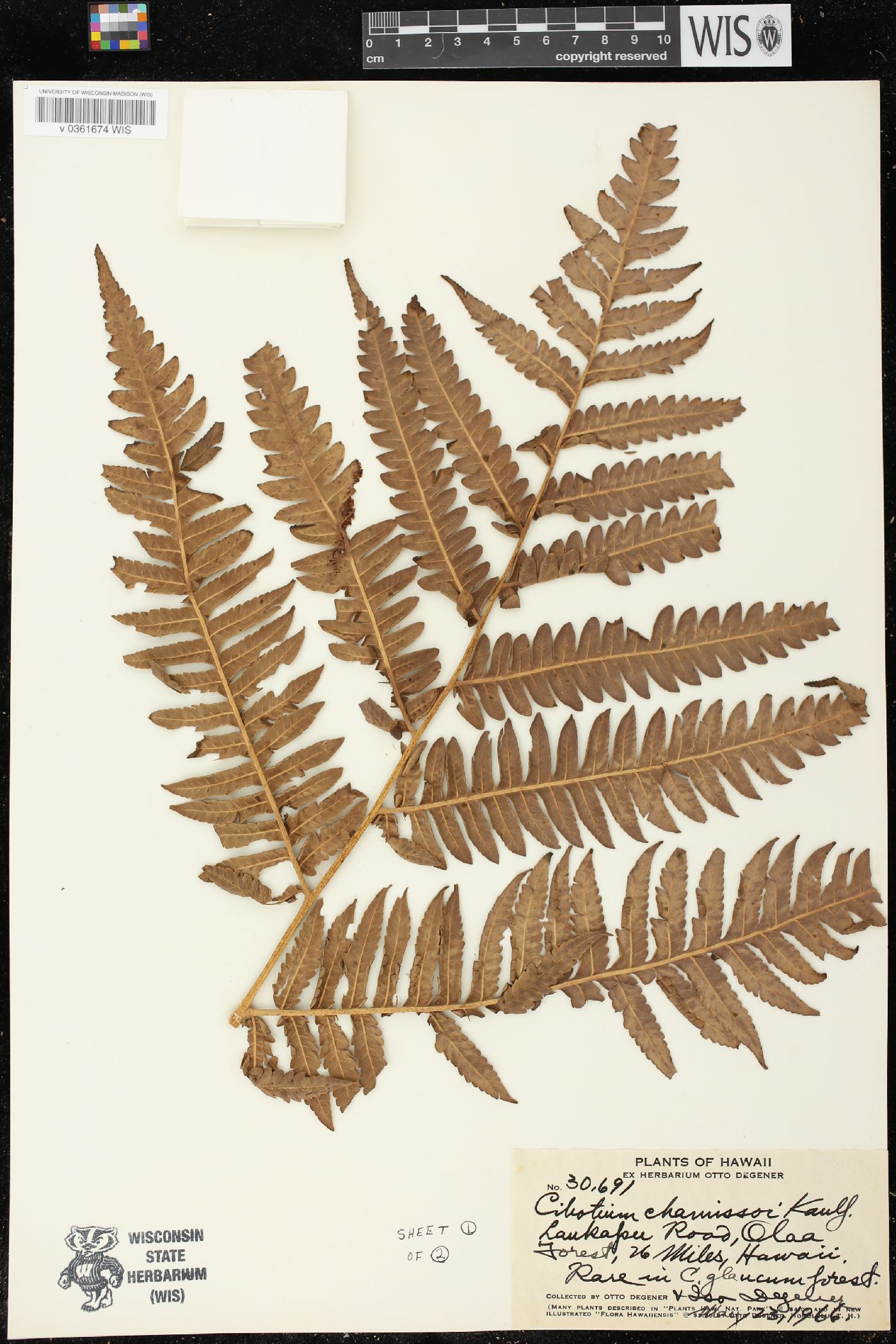 Cibotium chamissoi image