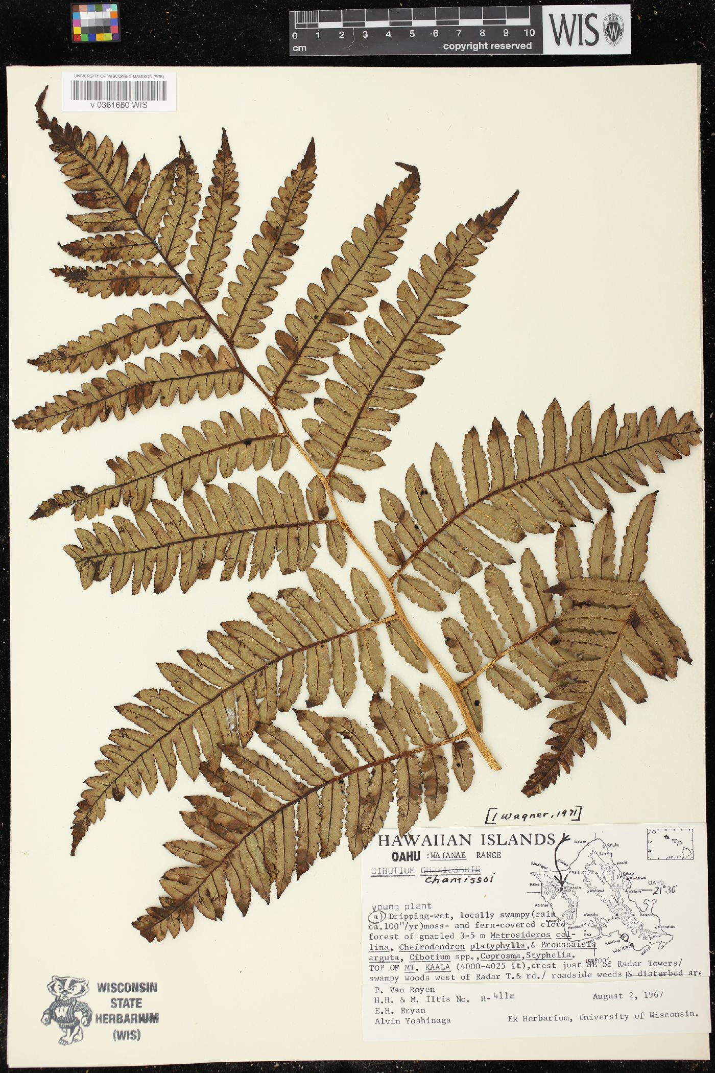 Cibotium chamissoi image