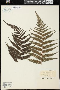 Cyathea latebrosa image