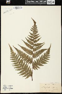 Cyathea latebrosa image