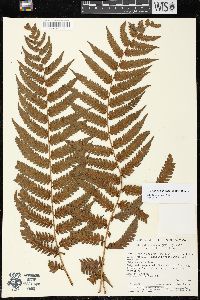 Cyathea pungens image