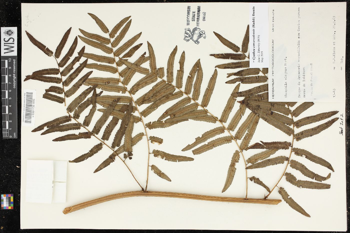 Cyathea corcovadensis image