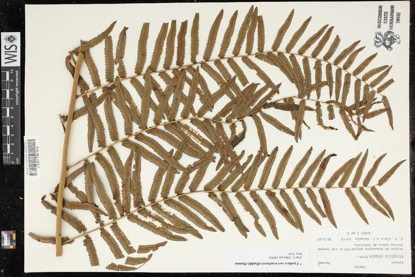 Cyathea corcovadensis image