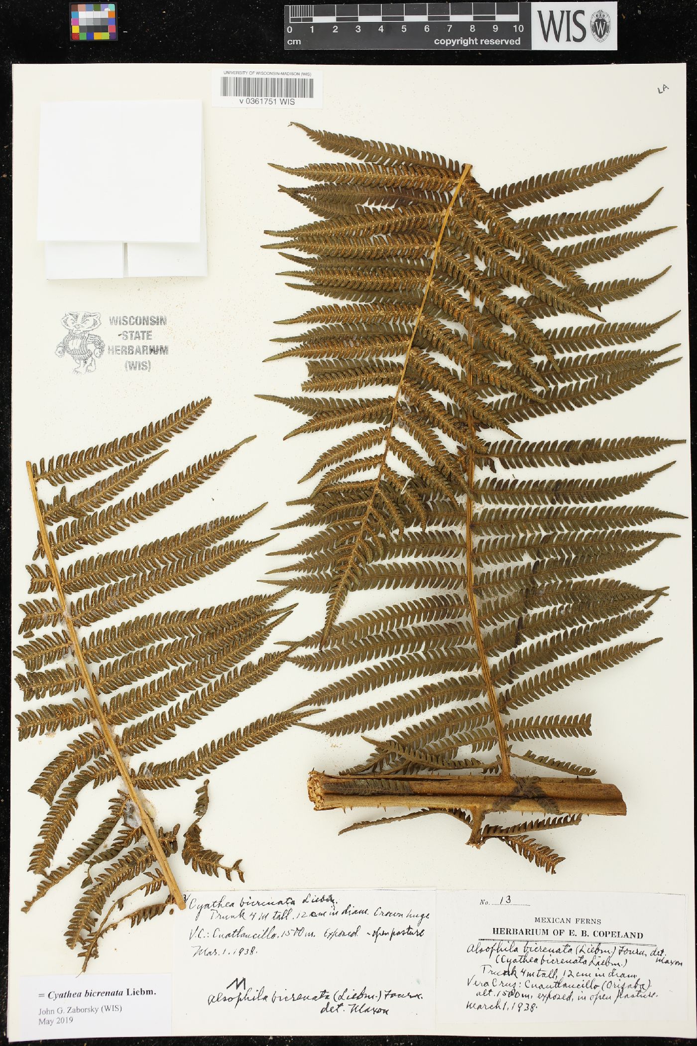 Cyathea bicrenata image