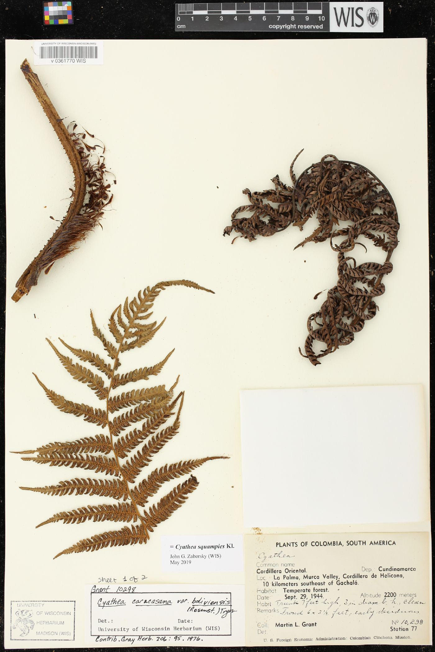 Cyathea squamipes image