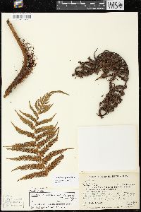 Cyathea squamipes image