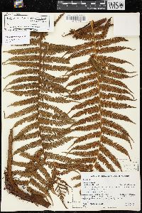 Cyathea squamipes image