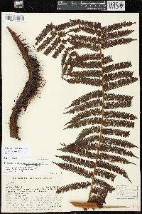 Cyathea squamipes image