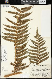 Cyathea squamipes image