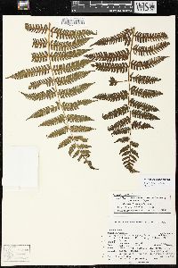 Cyathea squamipes image