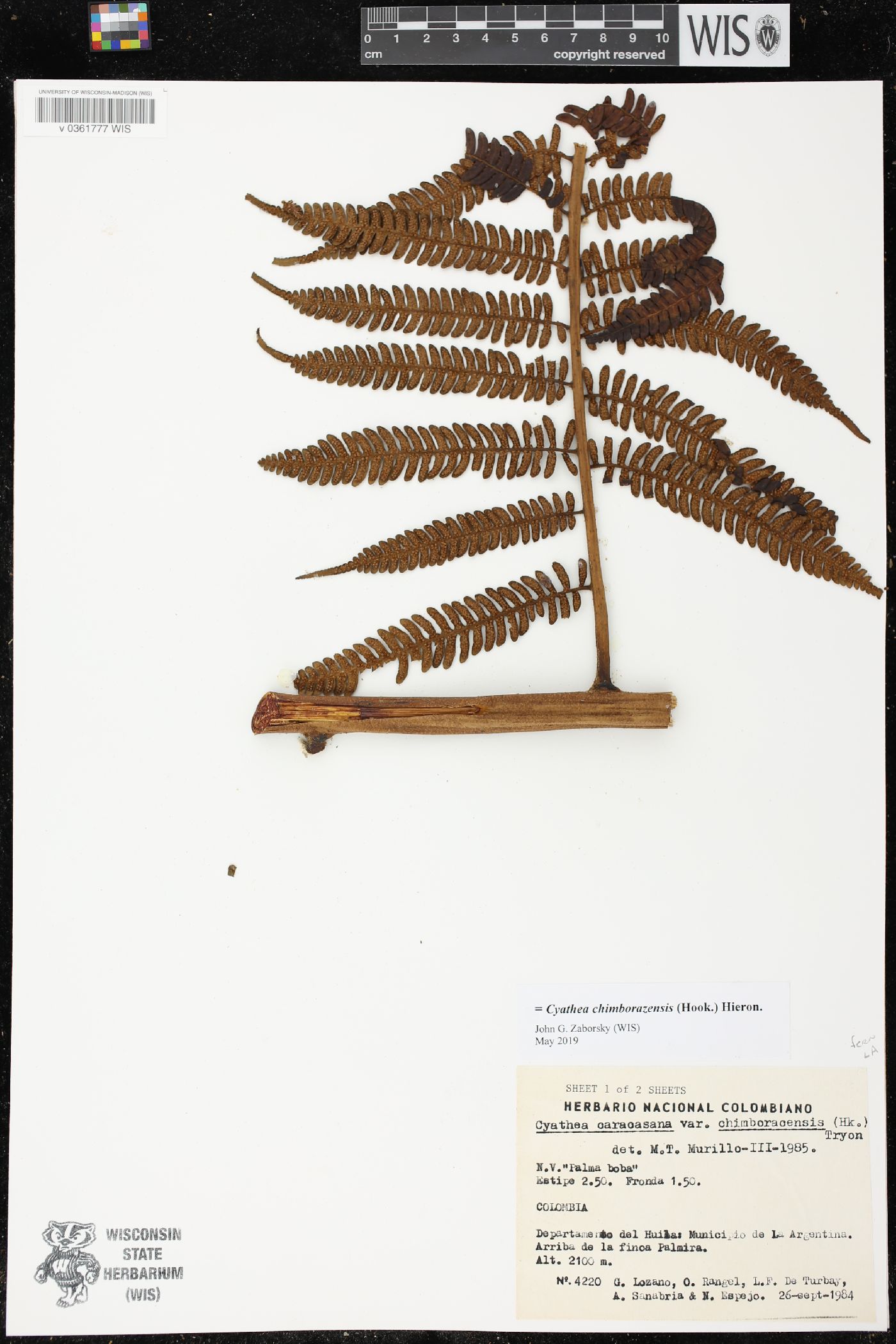 Cyathea chimborazensis image