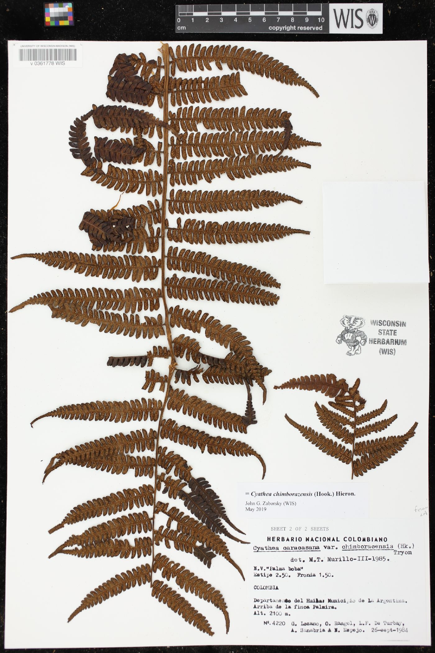 Cyathea chimborazensis image