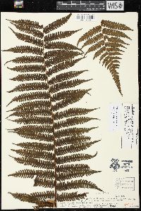 Cyathea squamipes image