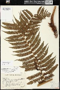 Cyathea squamipes image