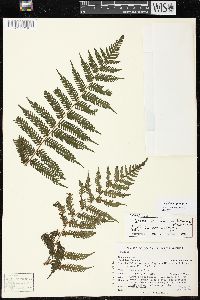 Cyathea squamipes image