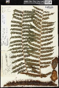 Cyathea squamipes image