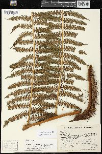 Cyathea squamipes image