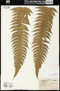 Cyathea horrida image