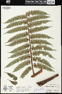 Cyathea aspera image