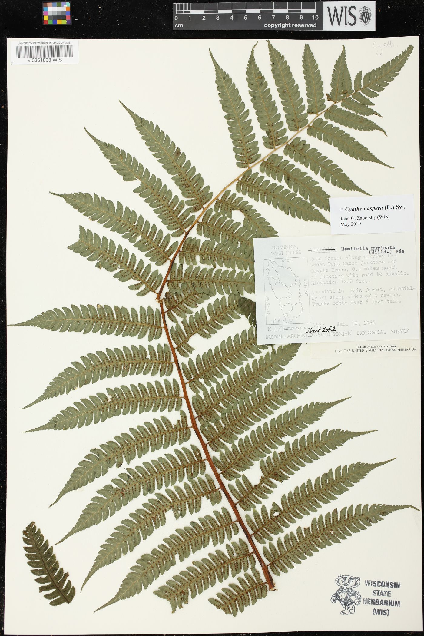 Cyathea aspera image