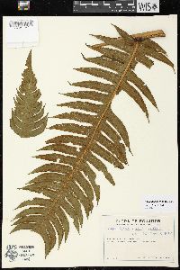 Cyathea horrida image