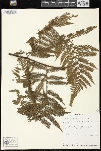 Cyathea microdonta image