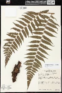 Cyathea microdonta image