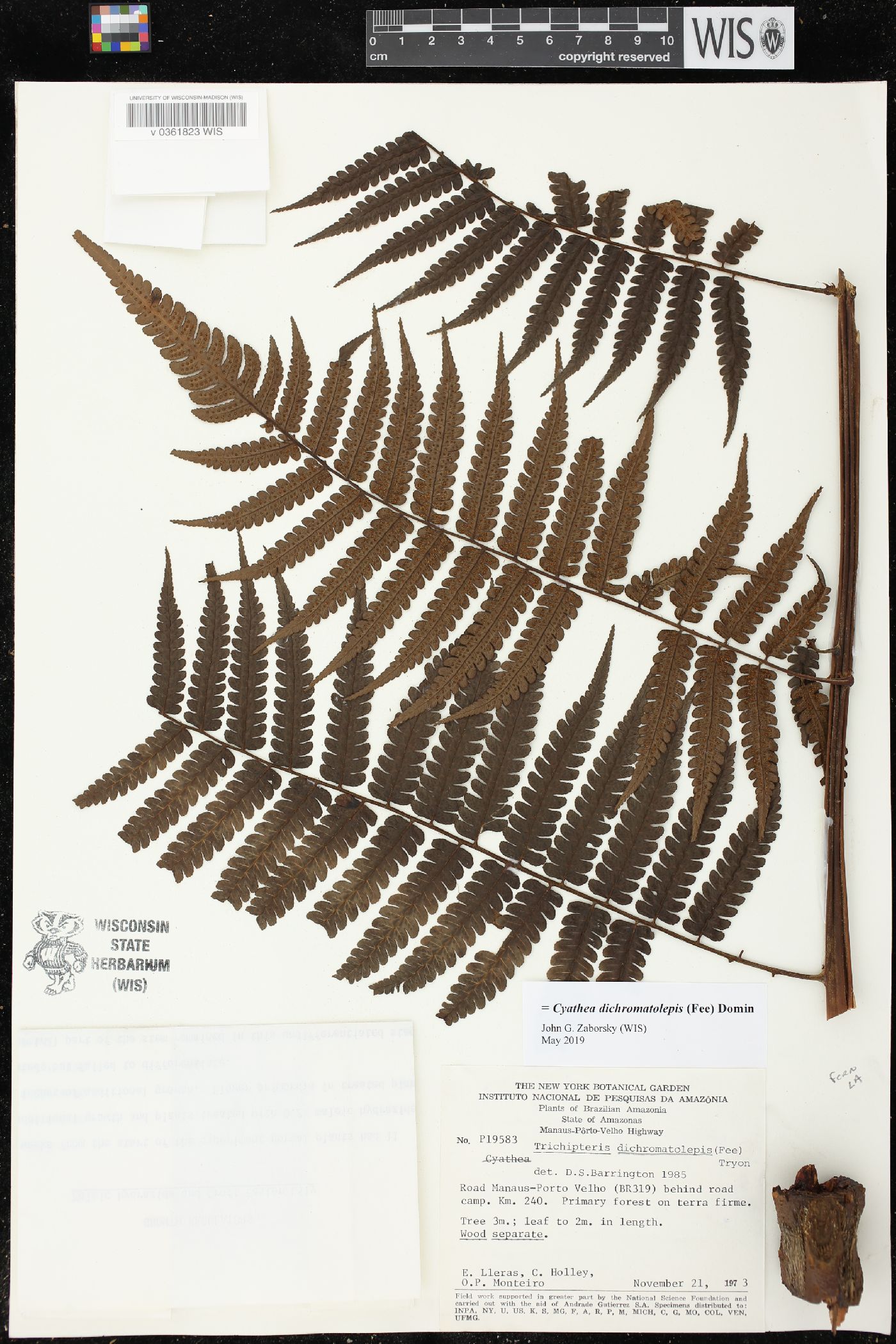 Cyathea dichromatolepis image