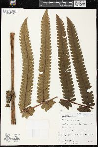 Cyathea spectabilis image