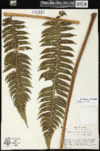 Cyathea mutica image