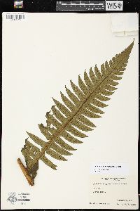 Cyathea mutica image