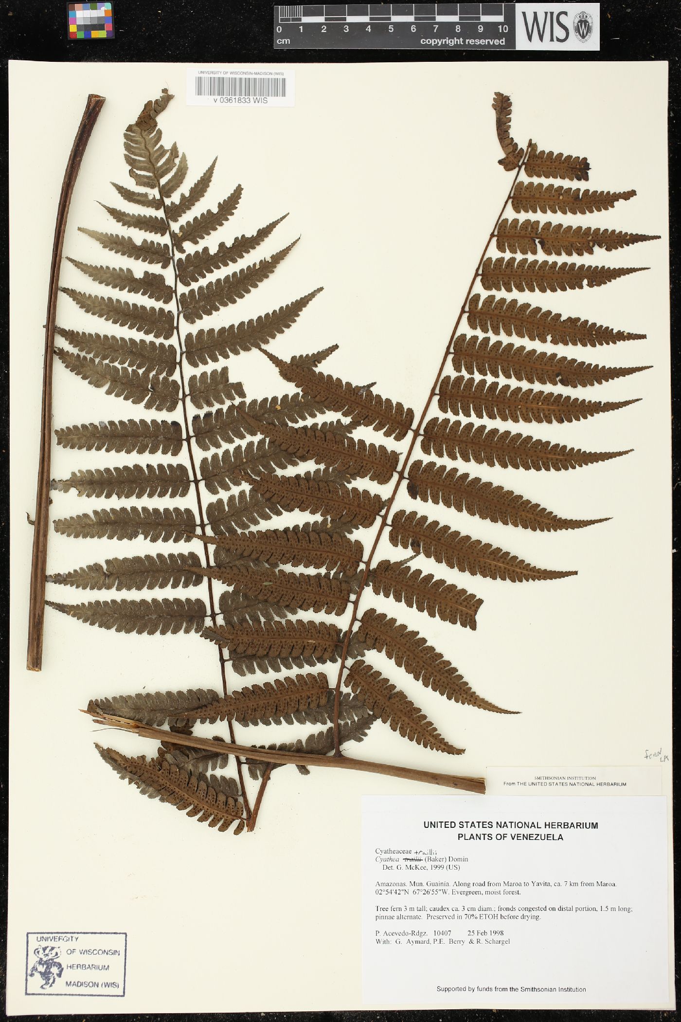 Cyathea traillii image