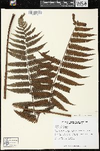 Cyathea traillii image