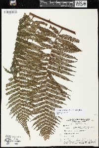 Cyathea lasiosora image