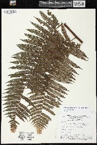 Cyathea lasiosora image