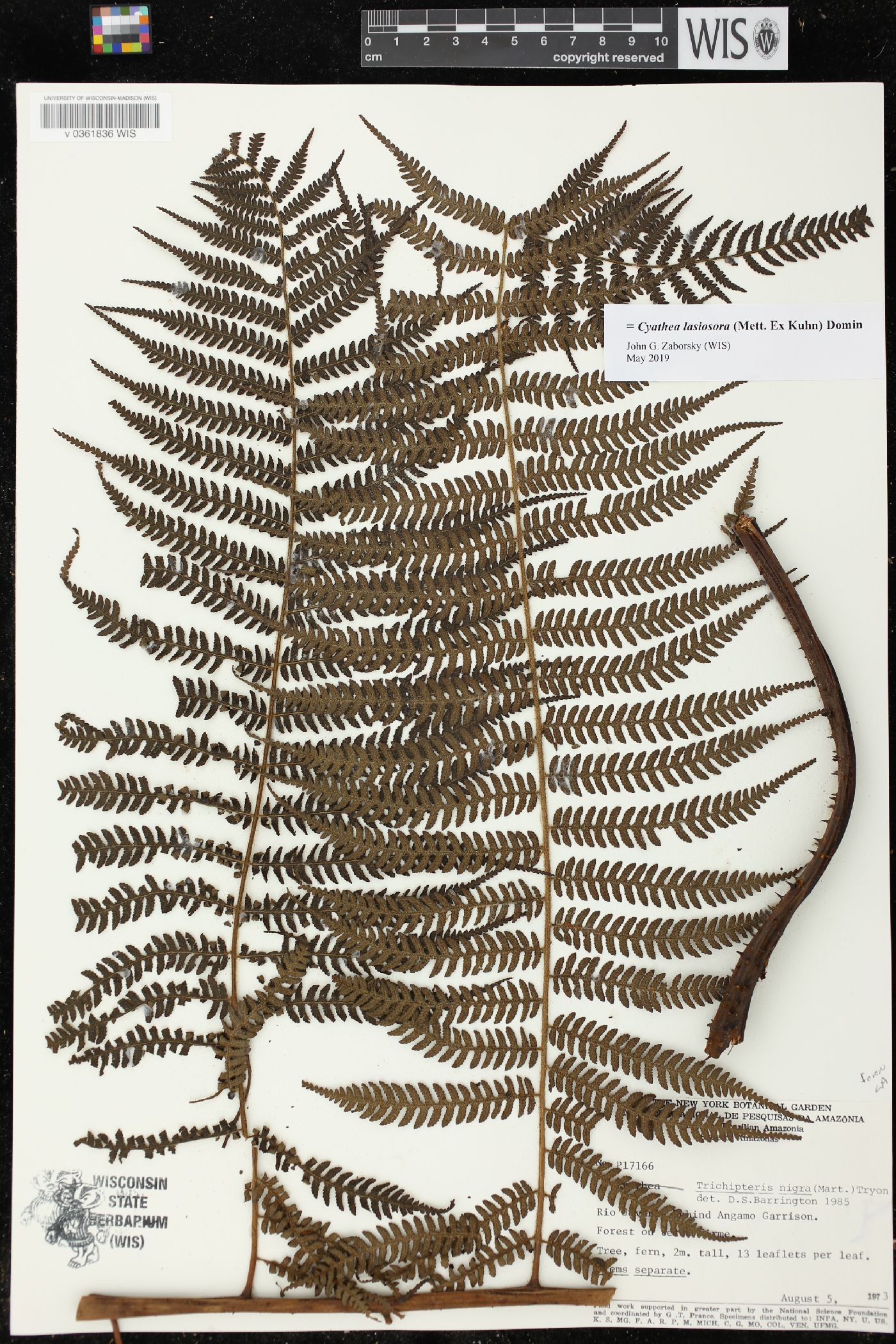 Cyathea lasiosora image