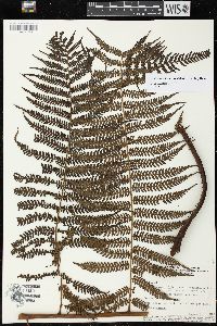 Cyathea lasiosora image