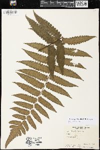 Cyathea petiolata image