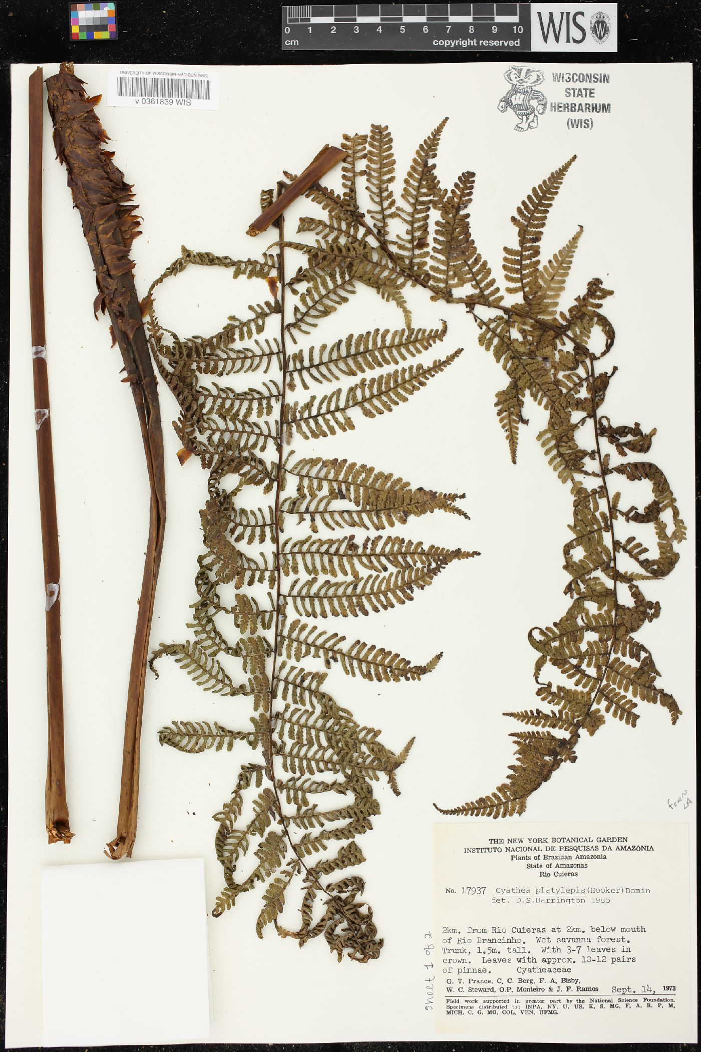 Cyathea platylepis image