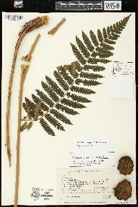 Cyathea pungens image